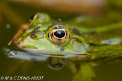 grenouille verte / green frog