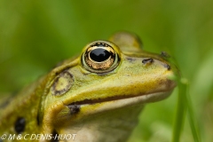 grenouille verte / green frog