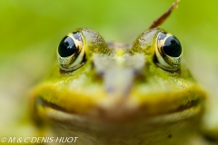 grenouille verte / green frog