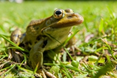 grenouille verte / green frog