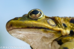 grenouille verte / green frog