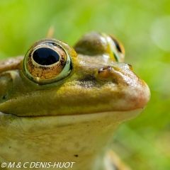 grenouille verte / green frog