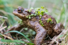 crapaud commun / common toad