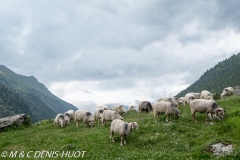 moutons / sheep