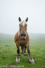 cheval / horse