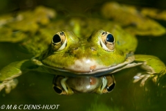 grenouille verte / green frog