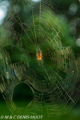 epeire / garden spider