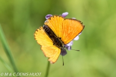 papillon / butterfly