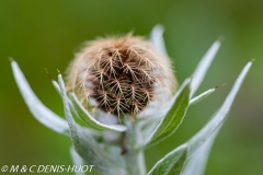 fleur / flower