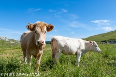 vaches / cows