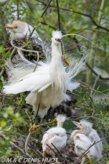 aigrette garzette / little egret