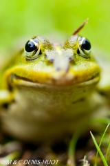 grenouille verte / green frog