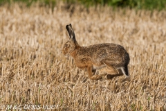 lièvre / hare