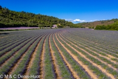 champ de lavandes/ lavender field