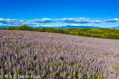 champ de sauge / sage field