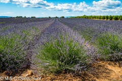 champ de lavandes/ lavender field