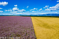 champ de sauge sclarée/ clary sage field