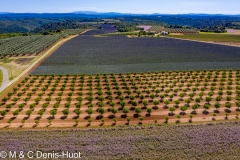 champ de lavandes/ lavender field