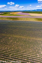 champ de lavandes/ lavender field