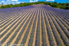 champ de lavandes/ lavender field