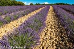 champ de lavandes/ lavender field