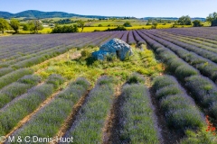 champ de lavandes et borie / lavender field and borie