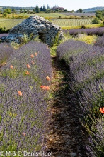 champ de lavandes et borie / lavender field and borie