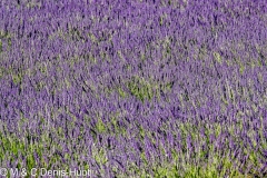 champ de lavandes / lavender field