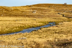 plateau de l'Aubrac / The Aubrac plateau