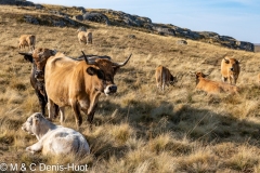 plateau de l'Aubrac / The Aubrac plateau