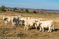 plateau de l'Aubrac / The Aubrac plateau