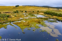 tourbière sur l'Aubrac / bog in Aubrac plateau