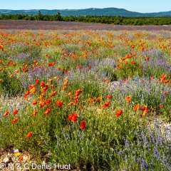 champ de lavandes et coquelicots / lavender field and poppies