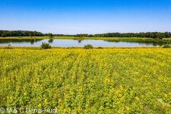 champ de tournesols / sunflower field