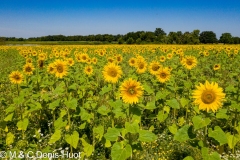 champ de tournesols / sunflower field
