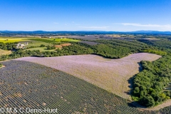 champ de lavandes/ lavender field