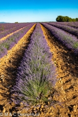 champ de lavandes/ lavender field