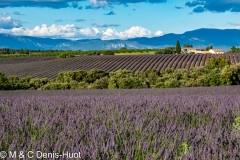 champ de lavandes/ lavender field