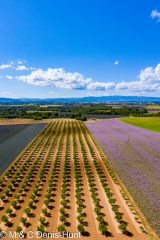 champ de lavandes/ lavender field
