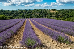 champ de lavandes/ lavender field