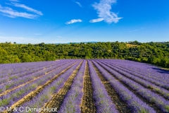 champ de lavandes/ lavender field