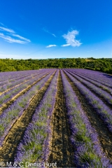 champ de lavandes/ lavender field