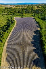 champ de lavandes/ lavender field