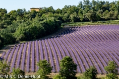 champ de lavandes/ lavender field