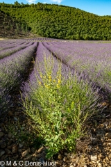 champ de lavandes/ lavender field