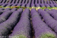 champ de lavandes/ lavender field