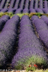 champ de lavandes/ lavender field