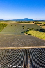 champ de lavandes / lavender field