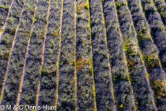 champ de lavandes / lavender field