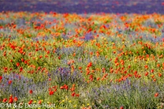 lavender field and poppies